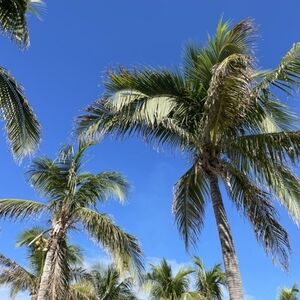 Meet your Posher, Zeta